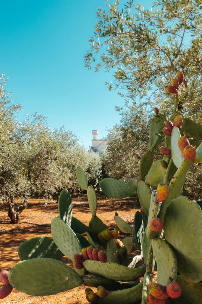 Cactus at Borgo Egnazia