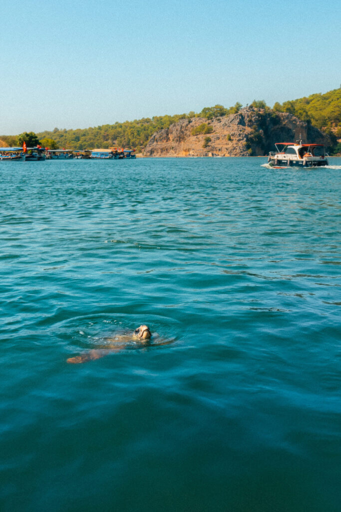 Loggerhead turtle at Iztuzu Beach in Dalyan, Turkey