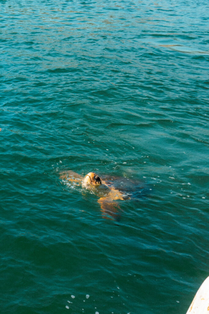 Loggerhead turtle at Iztuzu Beach in Dalyan, Turkey