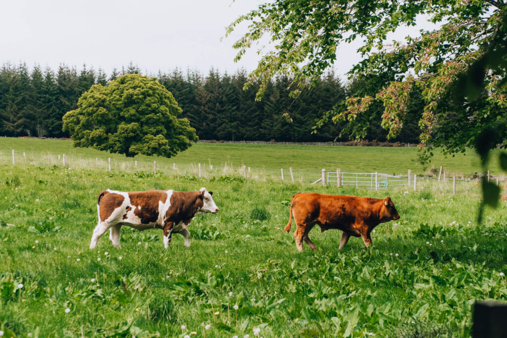 Cow in Scotland