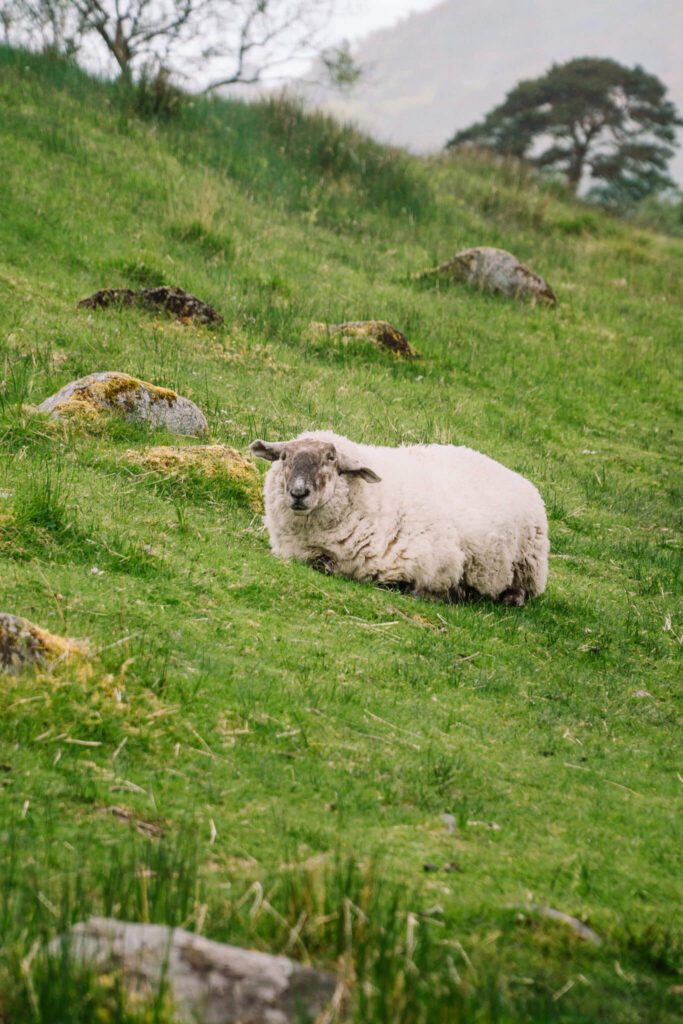 Sheep lounging in Scotland