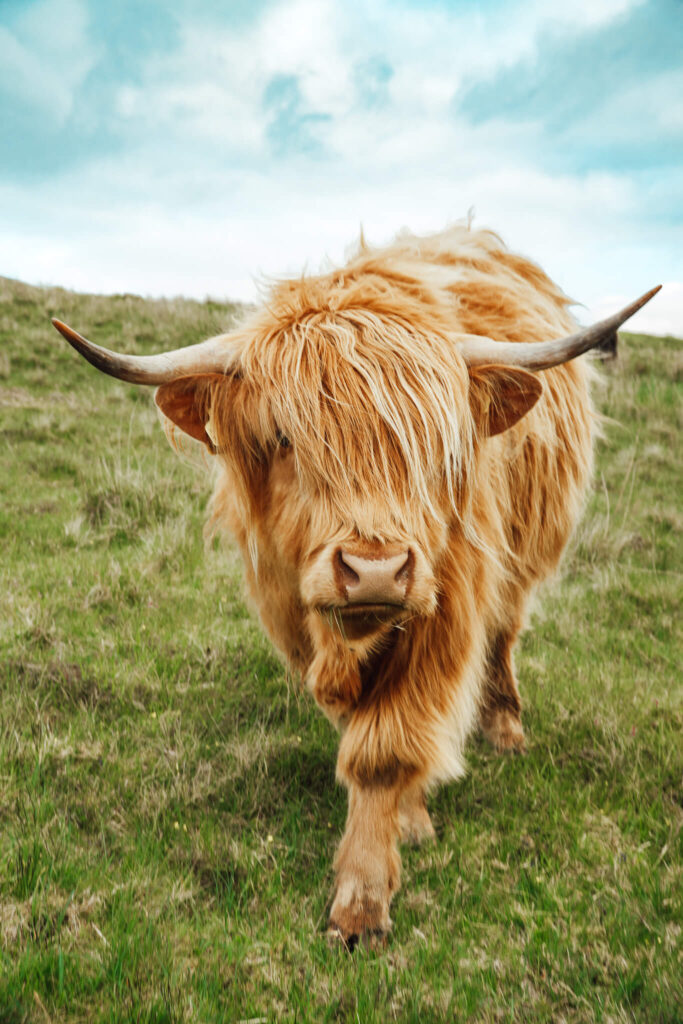 Highland cow in Isle of Skye
