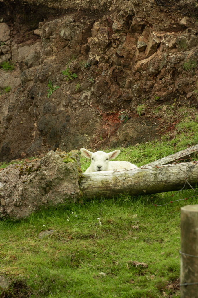 Sheep on Isle of Skye