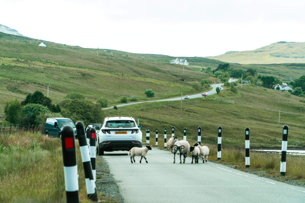 Sheep crossing the road while driving in Scotland