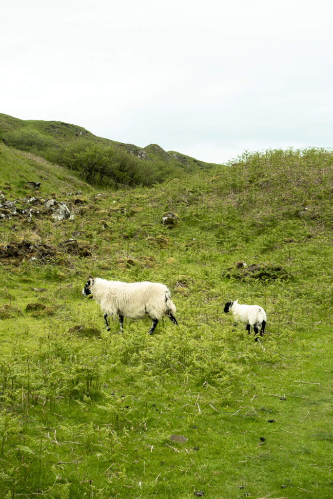 Sheep at the Fairy Glen