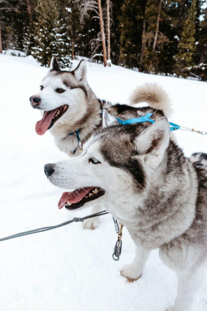 Dog Sledding