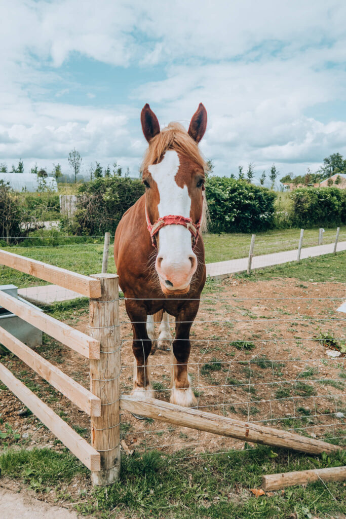 Horse at Soho Farmhouse