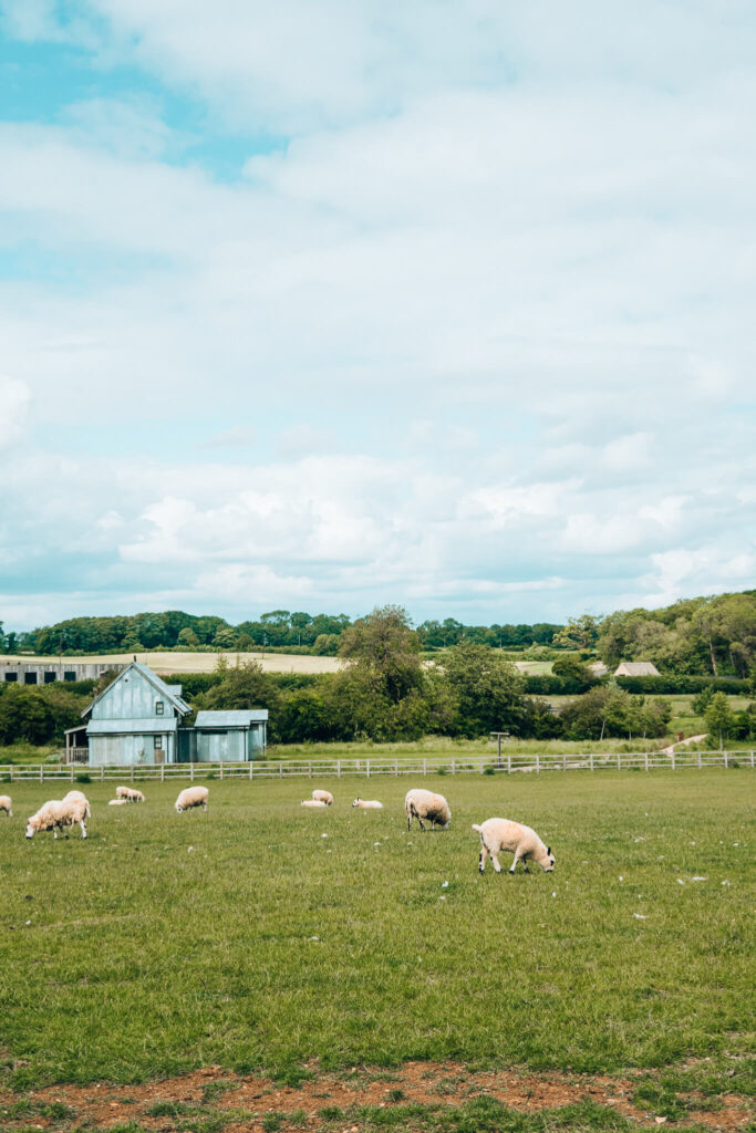 Sheep in a field