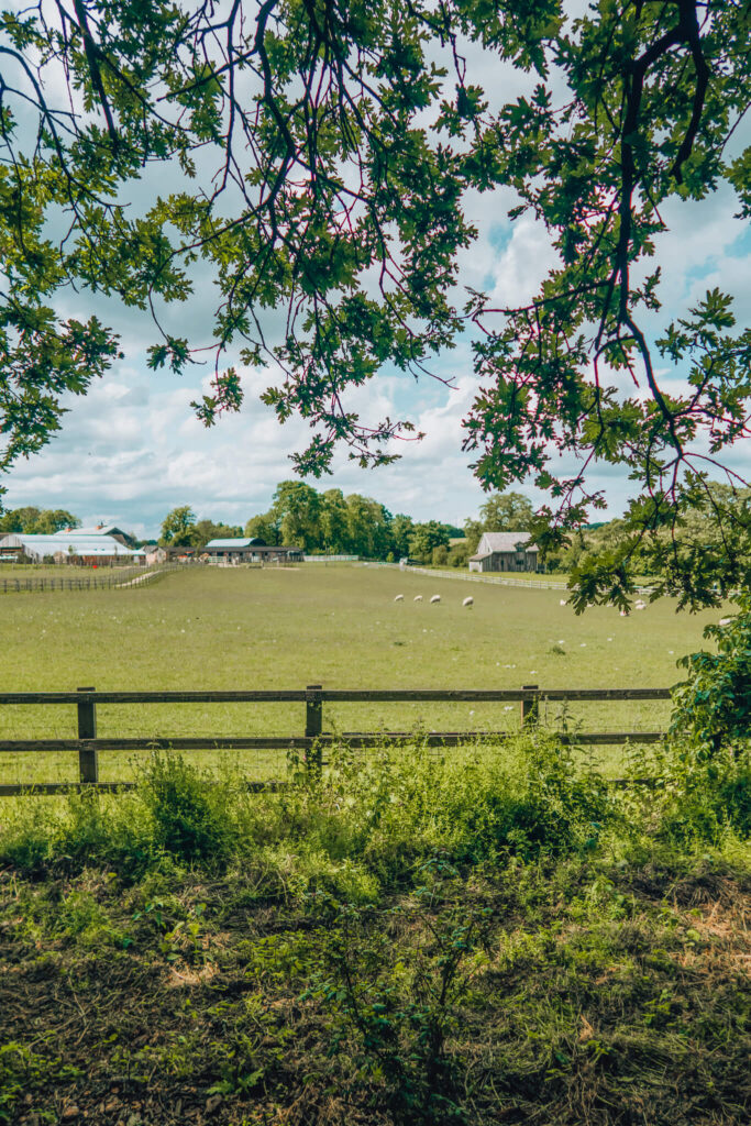 Sheep field