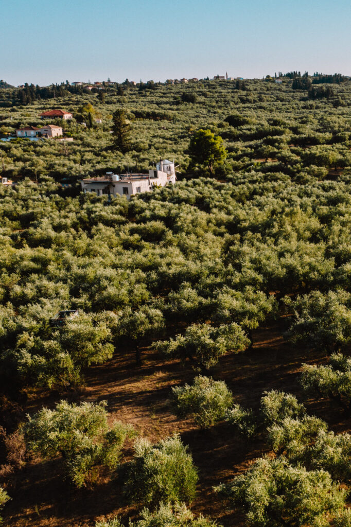 Aerial view of olive groves in Zakynthos