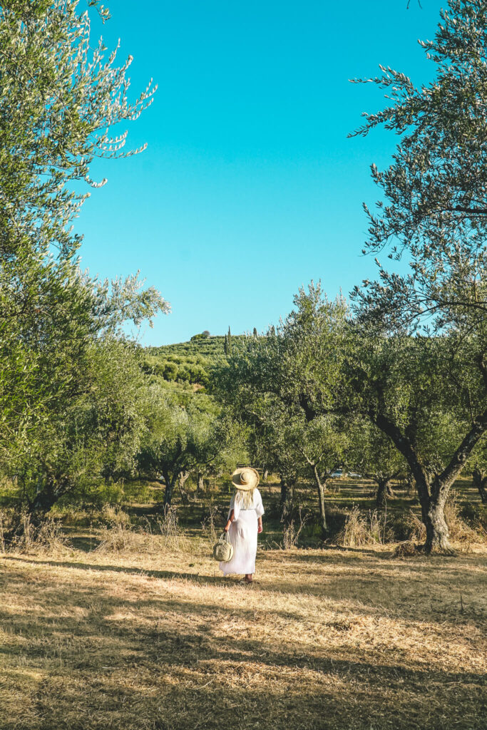 Olive tree groves in Zakynthos
