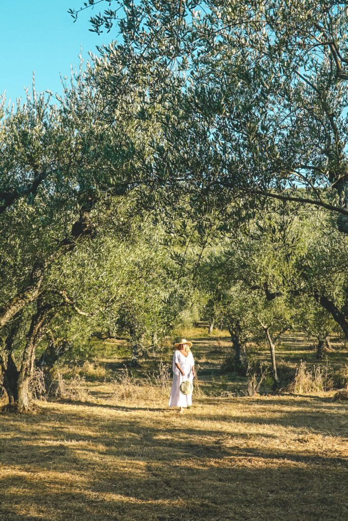 Olive tree groves in Zakynthos