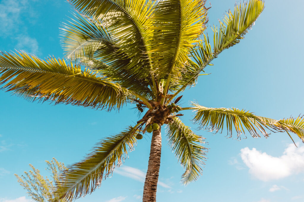 Palm tree on Harbour Island