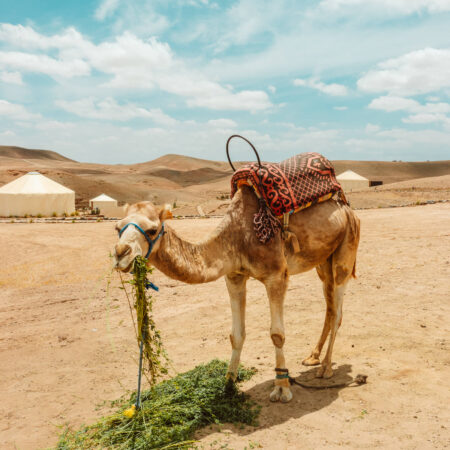 Camel in the Agafay Desert