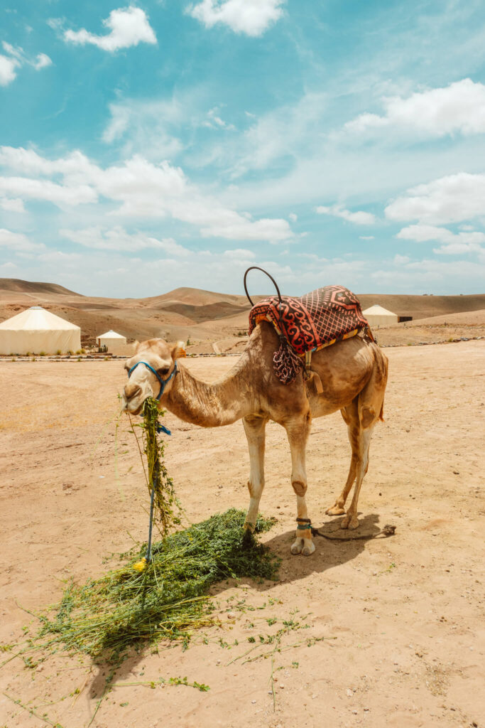 Camel in the Agafay Desert