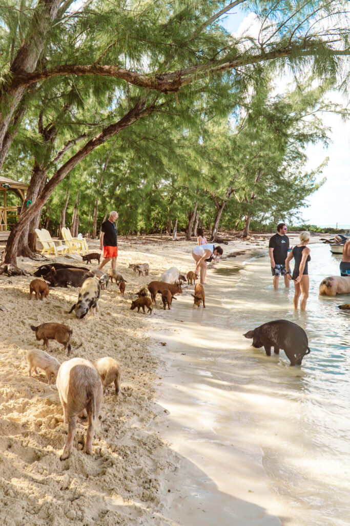 Pig beach on Spanish Wells island