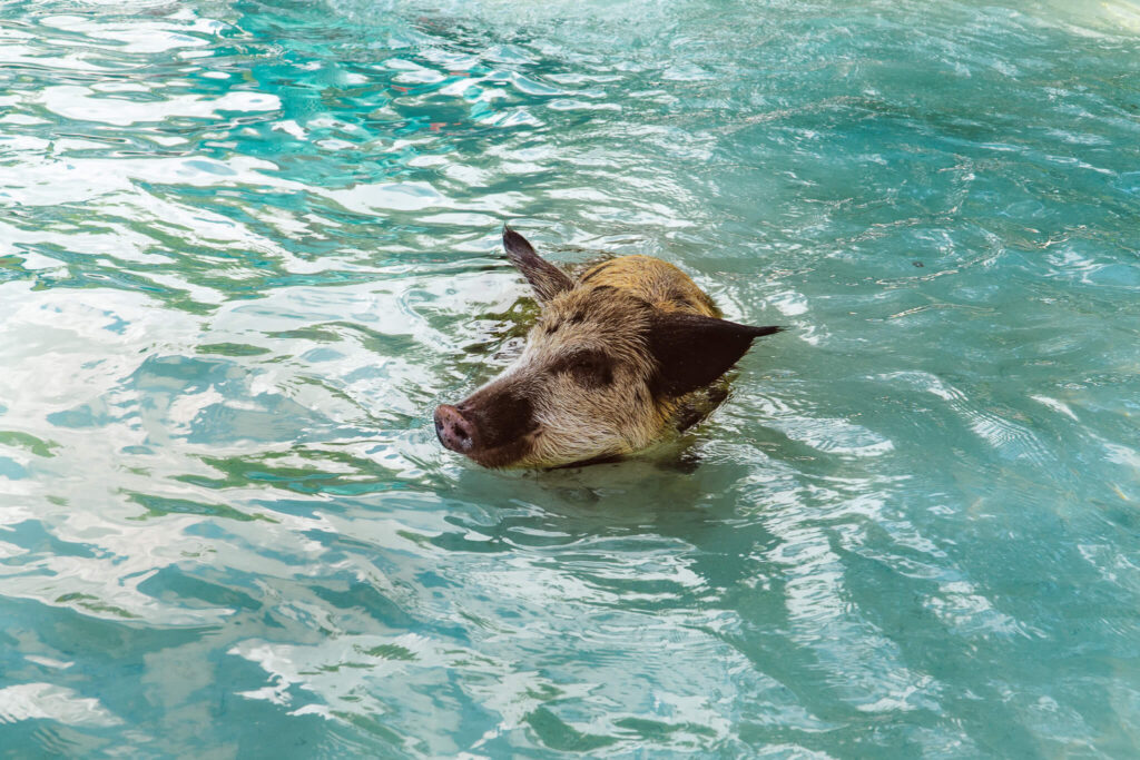 Pig beach on Spanish Wells island