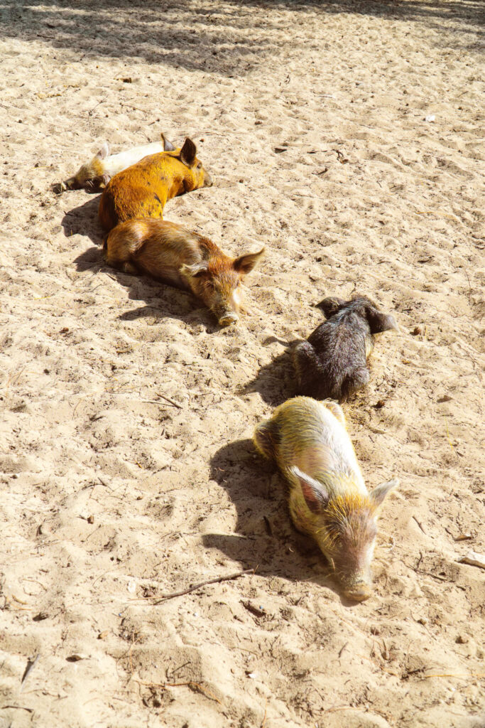 Pig beach on Spanish Wells island