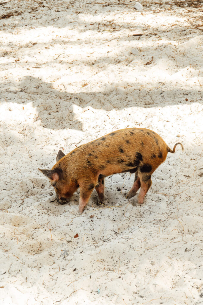 Pig beach on Spanish Wells island