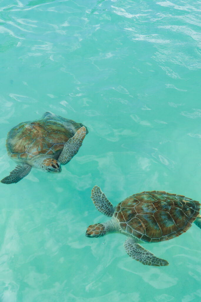Sea turtles on the boat trip from Harbour Island